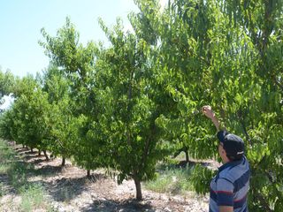 Foto 1 de Finca 7 ha - General Alvear- Mendoza