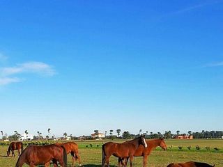 Foto 6 de Terreno en venta - 3700Mts2 - Cañuelas