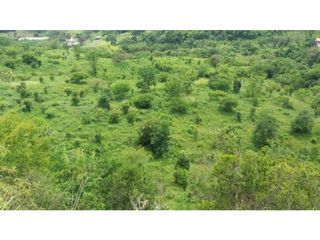 Foto 14 de VENDE EXCELENTE FINCA AGROGANADERA EN BUGA