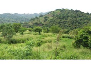 Foto 12 de VENDE EXCELENTE FINCA AGROGANADERA EN BUGA
