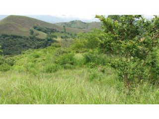 Foto 16 de VENDE EXCELENTE FINCA AGROGANADERA EN BUGA