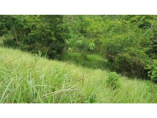 Foto 21 de VENDE EXCELENTE FINCA AGROGANADERA EN BUGA