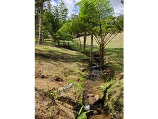 Foto 5 de Lote en Venta con Bosque y dos Explanaciones