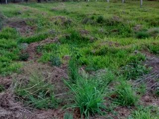 Foto 4 de VENDO TERRENO EN APOSTOLES MISIONES
