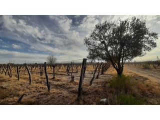 Foto 19 de BODEGA Y VIÑEDOS EN VENTA EN MENDOZA
