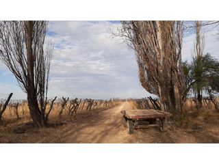Foto 24 de BODEGA Y VIÑEDOS EN VENTA EN MENDOZA