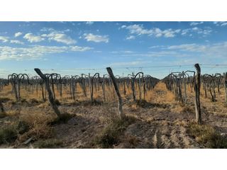Foto 27 de BODEGA Y VIÑEDOS EN VENTA EN MENDOZA