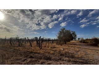 Foto 18 de BODEGA Y VIÑEDOS EN VENTA EN MENDOZA
