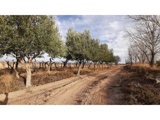 Foto 22 de BODEGA Y VIÑEDOS EN VENTA EN MENDOZA