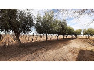 Foto 20 de BODEGA Y VIÑEDOS EN VENTA EN MENDOZA