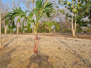 Foto 11 de lote en venta en san antero cordoba. Cod V12091