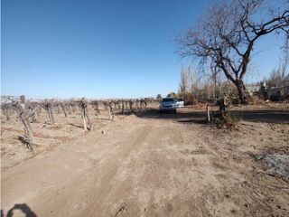 Foto 3 de VENTA DE EXCELENTE FINCA 8 HAS DE PARRAL, EN MUNDO NUEVO, JUNN- MZA.