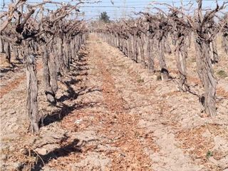 Foto 2 de VENTA DE EXCELENTE FINCA 8 HAS DE PARRAL, EN MUNDO NUEVO, JUNN- MZA.