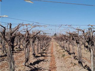 Foto 8 de VENTA DE EXCELENTE FINCA 8 HAS DE PARRAL, EN MUNDO NUEVO, JUNN- MZA.