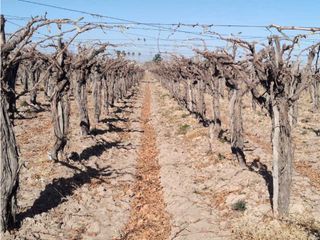 Foto 10 de VENTA DE EXCELENTE FINCA 8 HAS DE PARRAL, EN MUNDO NUEVO, JUNN- MZA.