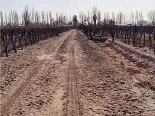 Foto 4 de VENTA DE EXCELENTE FINCA 8 HAS DE PARRAL, EN MUNDO NUEVO, JUNN- MZA.