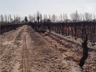 Foto 5 de VENTA DE EXCELENTE FINCA 8 HAS DE PARRAL, EN MUNDO NUEVO, JUNN- MZA.
