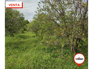 Foto 6 de #VENTA PARCELA PLANA DE 1 HÉCTAREA CON CASA AMPLIA