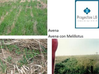 Foto 4 de CAMPO EN VENTA-SANTIAGO DEL ESTERO-5620has- AGRICOLA GANADERO