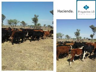 Foto 7 de CAMPO EN VENTA-SANTIAGO DEL ESTERO-5620has- AGRICOLA GANADERO
