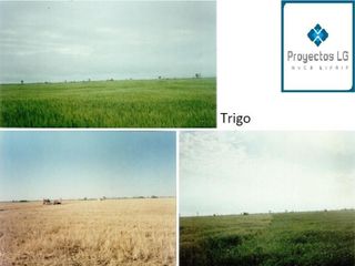 Foto 3 de CAMPO EN VENTA-SANTIAGO DEL ESTERO-5620has- AGRICOLA GANADERO