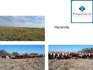 Foto 8 de CAMPO EN VENTA-SANTIAGO DEL ESTERO-5620has- AGRICOLA GANADERO