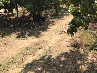 Foto 6 de GRAN VENTA DE TERRENO EN CIENEGUILLO