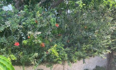 place photo 37