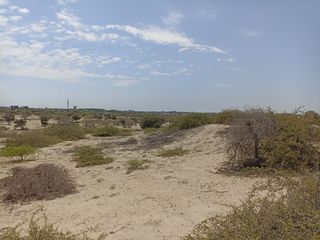 Foto 4 de VENTA DE TERRENO DE 11 HAS, PIURA, URB. LOS EJIDOS, ZONA EXPANSION URBANA