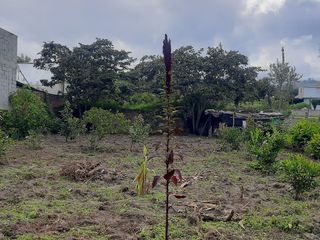 Foto 6 de CHECA, vendo terreno 800m, con casa y local comercial, servicios básicos