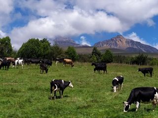 Foto 7 de DE OPORTUNIDAD HERMOSA  HACIENDA GANADERA CHAUPI MACHACHI