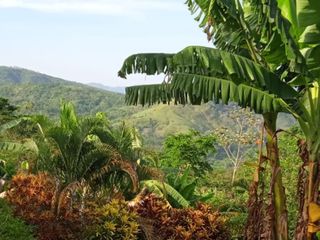 Vendo Terreno 10,80 Has Tarapoto Perú