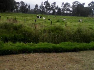 Foto 3 de Hacienda Ganadera Plana en Cayambe apta para floricola