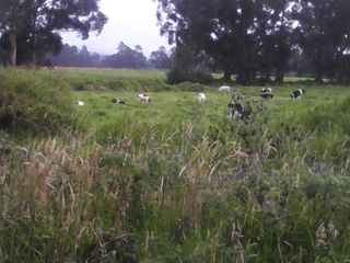 Foto 10 de Hacienda Ganadera Plana en Cayambe apta para floricola