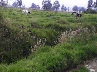 Foto 6 de Hacienda Ganadera Plana en Cayambe apta para floricola