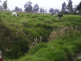 Foto 7 de Hacienda Ganadera Plana en Cayambe apta para floricola