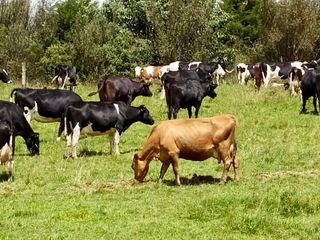 Foto 44 de HACIENDA DE 187 HECTAREAS EN VENTA- MACHACHI SECTOR EL CHAUPI