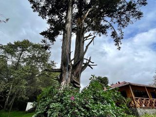 Foto 39 de HACIENDA DE 187 HECTAREAS EN VENTA- MACHACHI SECTOR EL CHAUPI