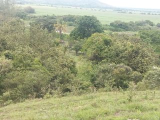 Foto 43 de FINCA YOTOCO GANADERA