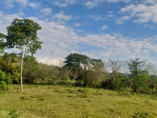 Foto 22 de VENDO FINCA GANADERA 34.7 HA EN TARAPOTO - PERU