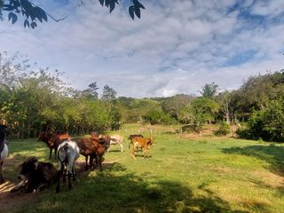 Foto 33 de VENDO FINCA GANADERA 34.7 HA EN TARAPOTO - PERU