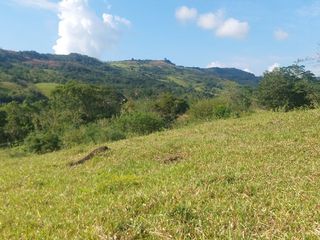 Foto 18 de VENDO FINCA GANADERA 34.7 HA EN TARAPOTO - PERU