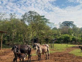 Foto 4 de VENDO FINCA GANADERA 34.7 HA EN TARAPOTO - PERU
