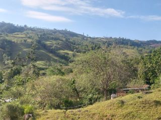 Foto 17 de VENDO FINCA GANADERA 34.7 HA EN TARAPOTO - PERU