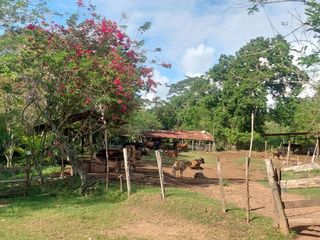 Foto 28 de VENDO FINCA GANADERA 34.7 HA EN TARAPOTO - PERU
