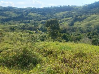 Foto 23 de VENDO FINCA GANADERA 34.7 HA EN TARAPOTO - PERU