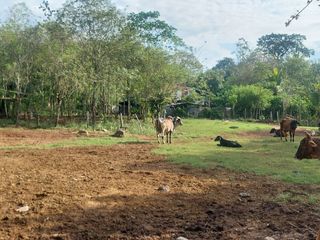 Foto 12 de VENDO FINCA GANADERA 34.7 HA EN TARAPOTO - PERU