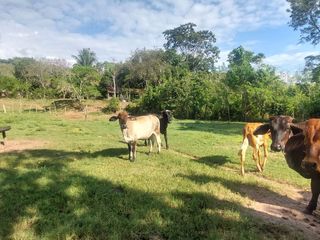 Foto 1 de VENDO FINCA GANADERA 34.7 HA EN TARAPOTO - PERU