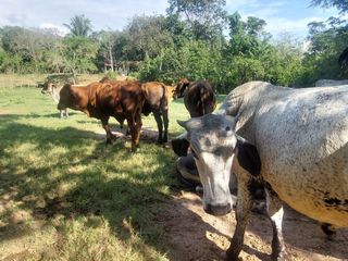 Foto 15 de VENDO FINCA GANADERA 34.7 HA EN TARAPOTO - PERU