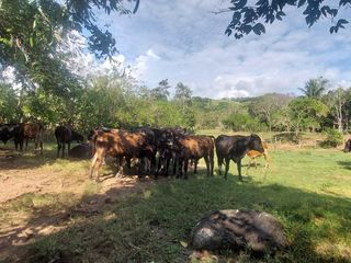 Foto 31 de VENDO FINCA GANADERA 34.7 HA EN TARAPOTO - PERU